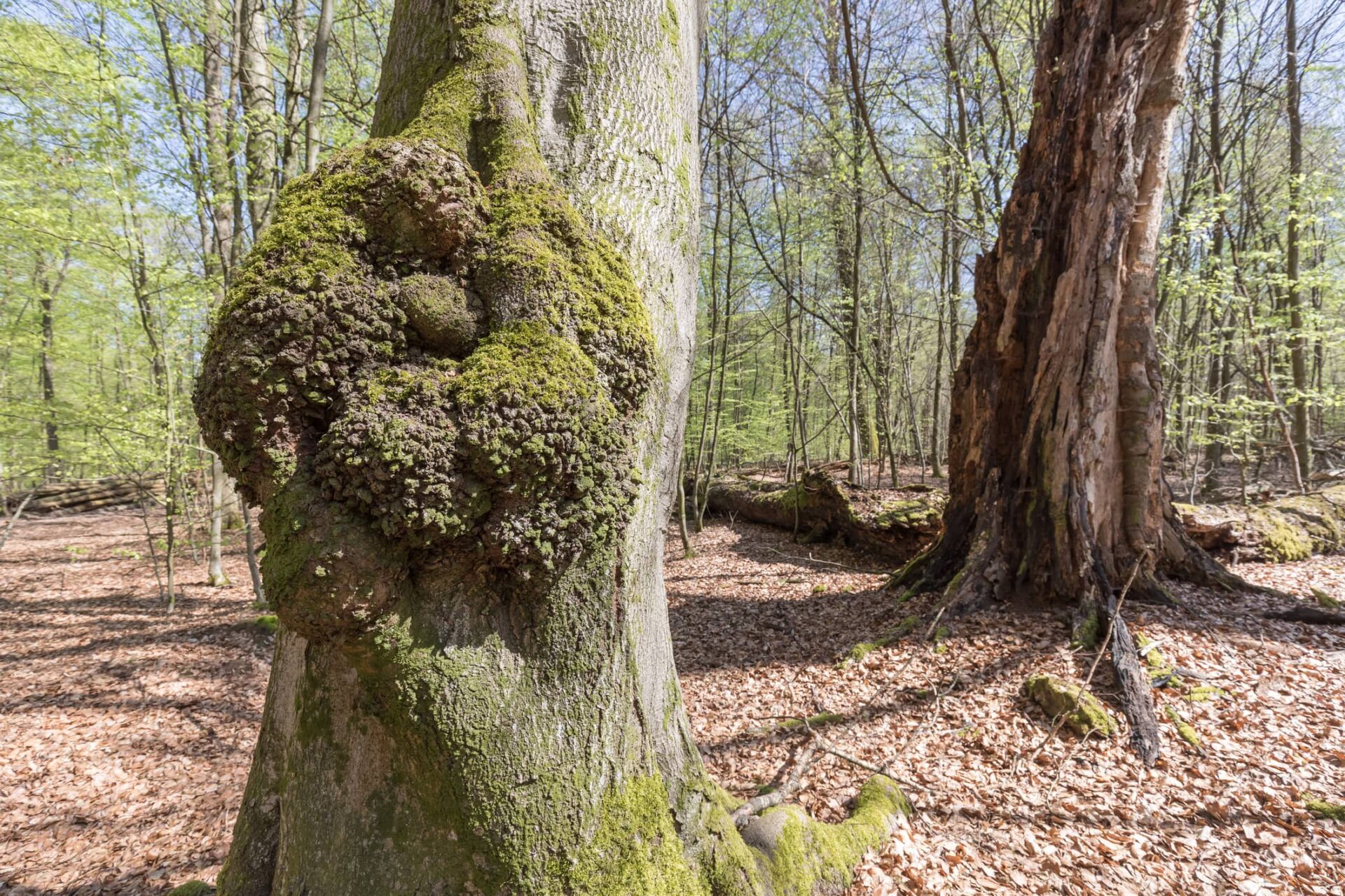 Geomantie: Baumkrebsbeulen an einem Baum auf grüner Wiese